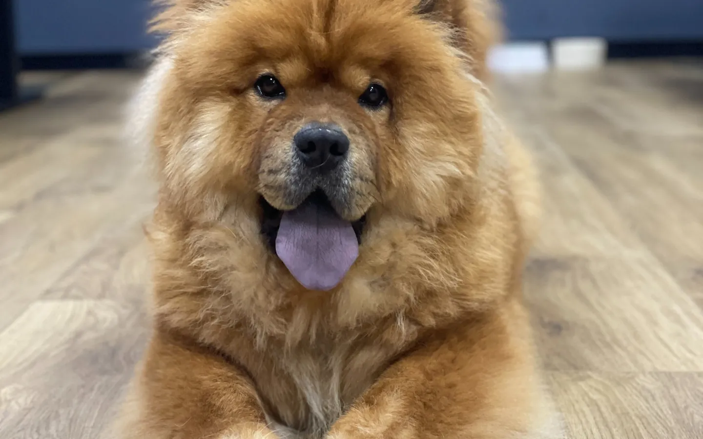 Photo from Pawfectly